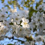 Weiße Apfelblüten im Frühlingslicht, aufgenommen im Garten der Gartenfreunde Heddesheim e.V. vor blauem Himmel.
