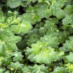 Nahaufnahme von Frauenmantel-Blättern mit glitzernden Tautropfen